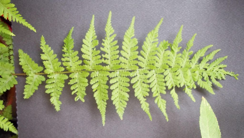 pteridofita - Asplenium sp.